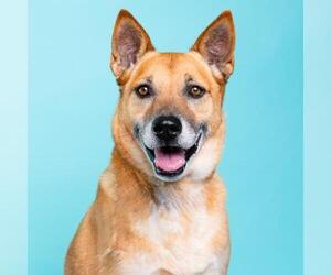 Shepradors Dogs for adoption in Camarillo, CA, USA