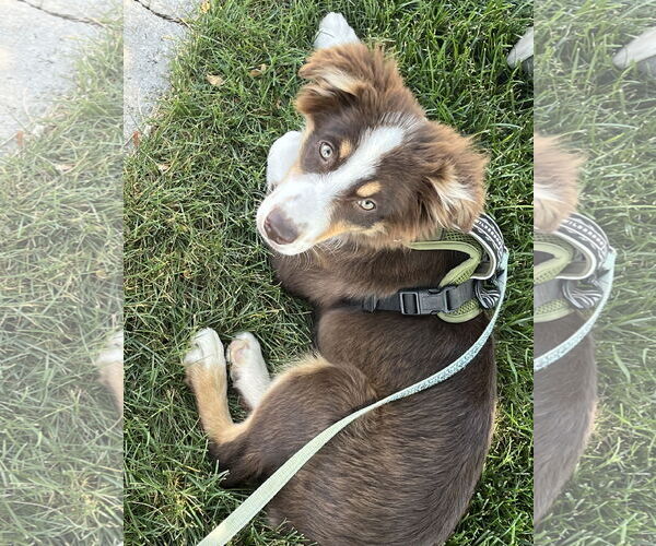 Medium Photo #4 Australian Shepherd Puppy For Sale in Denver , CO, USA