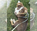 Small #3 Australian Shepherd