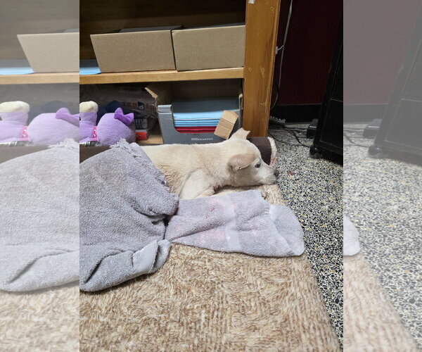 Medium Photo #6 Labsky Puppy For Sale in Jackson, MS, USA