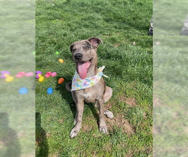 Medium Photo #2 Catahoula Leopard Dog-Unknown Mix Puppy For Sale in Georgetown, KY, USA