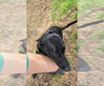 Small Photo #4 Great Dane-Labrador Retriever Mix Puppy For Sale in Jackson, MS, USA