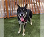 Small #1 German Shepherd Dog Mix