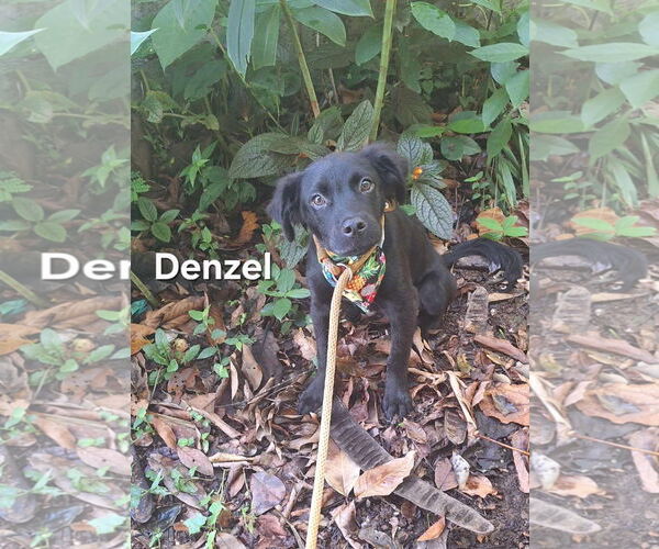 Medium Photo #5 Labrador Retriever-Unknown Mix Puppy For Sale in Virginia Beach, VA, USA