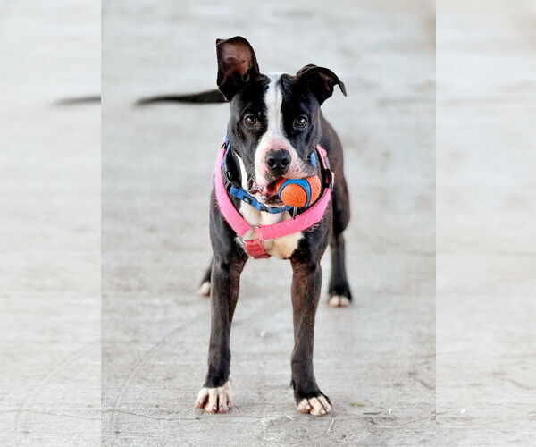 Medium Photo #1 American Pit Bull Terrier-Unknown Mix Puppy For Sale in DuQuoin, IL, USA