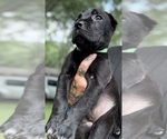 Small #14 Cane Corso