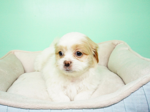 Medium Photo #1 Maltipoo Puppy For Sale in LAS VEGAS, NV, USA