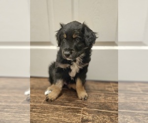 Australian Shepherd Puppy for sale in HILLIARD, FL, USA