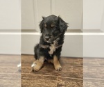 Image preview for Ad Listing. Nickname: Cooper aka Coop
