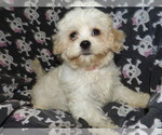 Puppy 2 Cavachon