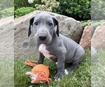 Small #1 Great Dane