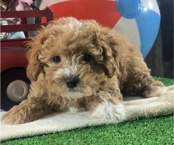 Medium Photo #6 Poodle (Toy) Puppy For Sale in CANOGA, NY, USA