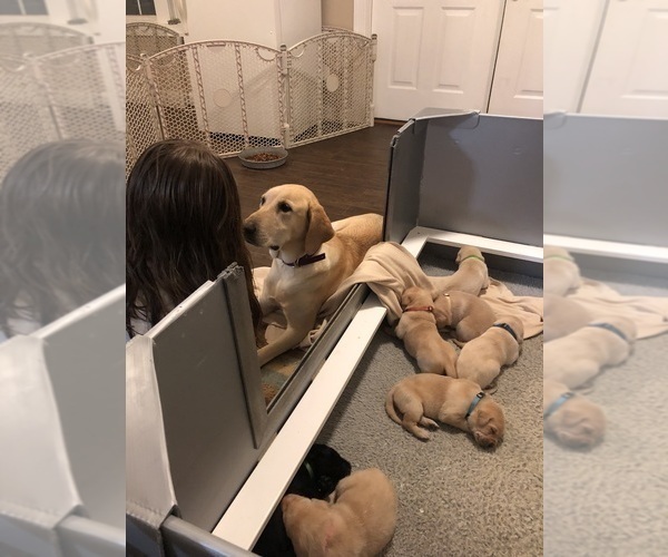 Medium Photo #1 Labrador Retriever Puppy For Sale in GLADSTONE, VA, USA