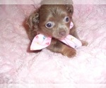 Small #5 Chihuahua