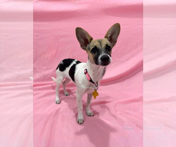 Medium Photo #1 Chihuahua Puppy For Sale in Sandy, UT, USA