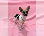 Caprie - Female Chihuahua Dog for Adoption - Small photo