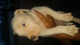 American Staffordshire Terrier Puppy for sale in Austell, GA, USA