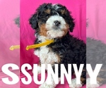 Puppy SUNNY Bernedoodle (Miniature)