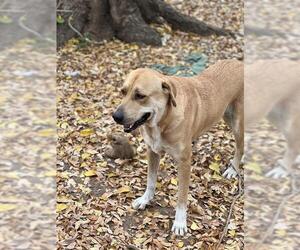 German Shepherd Dog-Unknown Mix Dogs for adoption in San Antonio, TX, USA
