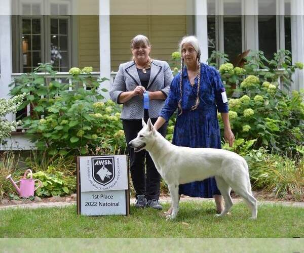Medium Photo #1 German Shepherd Dog Puppy For Sale in CECILIA, KY, USA