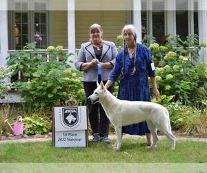 Mother of the German Shepherd Dog puppies born on 07/07/2025