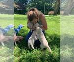 Small Photo #10 Labrador Retriever Puppy For Sale in WARSAW, OH, USA