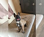 Small Photo #7 Mutt Puppy For Sale in Imlay City, MI, USA