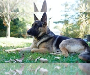 Father of the German Shepherd Dog puppies born on 05/20/2023