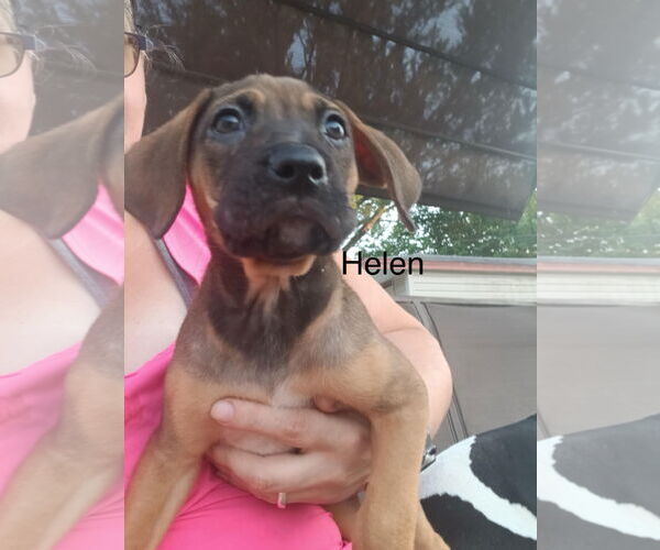 Medium Photo #5 Boxer-Unknown Mix Puppy For Sale in Clinton , MI, USA