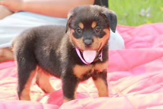 Rottweiler Puppy for sale in CUMBERLAND, VA, USA