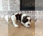 Puppy Bentley English Springer Spaniel