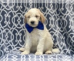 Small Photo #9 Goldendoodle-Poodle (Standard) Mix Puppy For Sale in LAKELAND, FL, USA