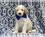 Small #8 Goldendoodle-Poodle (Standard) Mix