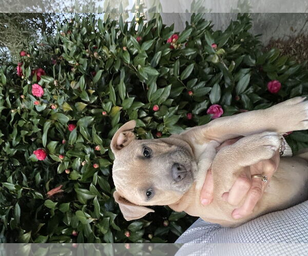 Medium Photo #1 Mutt Puppy For Sale in Mobile, AL, USA