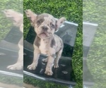 Small #7 French Bulldog