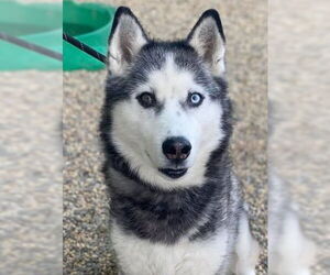 Azul - Male Siberian Husky Dog for Adoption - Photo #2