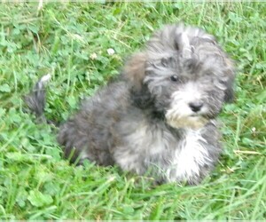 Havanese Puppy for sale in WEST CONCORD, MN, USA