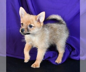 Yoranian Puppy for Sale in ROCK VALLEY, Iowa USA