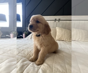 Golden Retriever Puppy for sale in LOS ANGELES, CA, USA