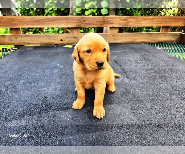Medium Photo #4 Golden Retriever Puppy For Sale in LEON, KS, USA