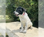 Small #1 Australian Cattle Dog-Labrador Retriever Mix