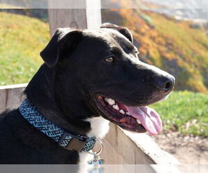 Labrador Retriever-Unknown Mix Dogs for adoption in Waterford, VA, USA