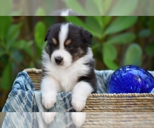 Australian Shepherd Puppy for sale in GROVETOWN, GA, USA