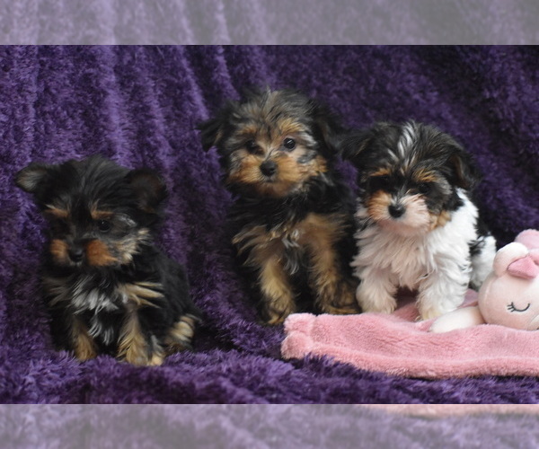 Medium Photo #2 Yorkshire Terrier Puppy For Sale in ELDORADO, OH, USA