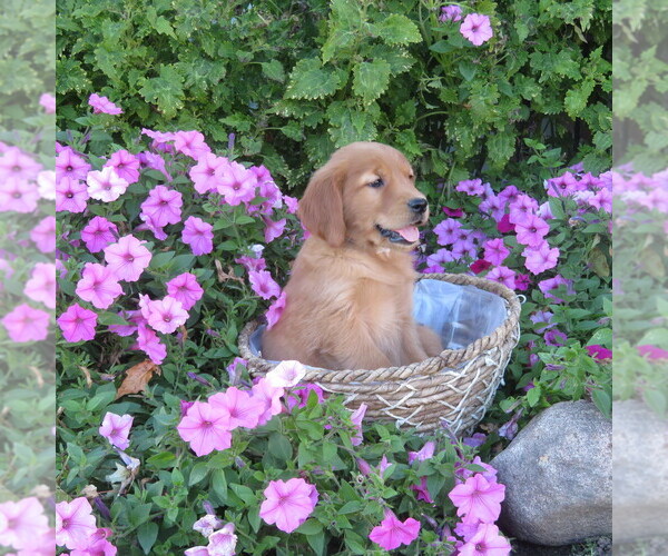 Medium Photo #6 Golden Retriever Puppy For Sale in THORP, WI, USA