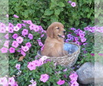 Small #5 Golden Retriever