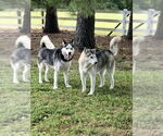 Small Siberian Husky