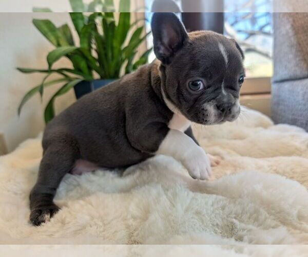 Medium Photo #2 Faux Frenchbo Bulldog Puppy For Sale in LAS CRUCES, NM, USA