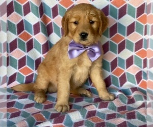 Golden Retriever Puppy for sale in LANCASTER, PA, USA