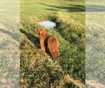 Small Photo #1 Poodle (Standard) Puppy For Sale in MEM, TN, USA
